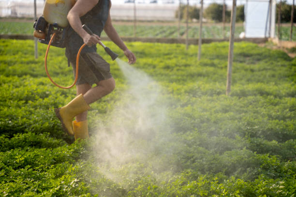 Best Local Pest Control Services  in Friona, TX