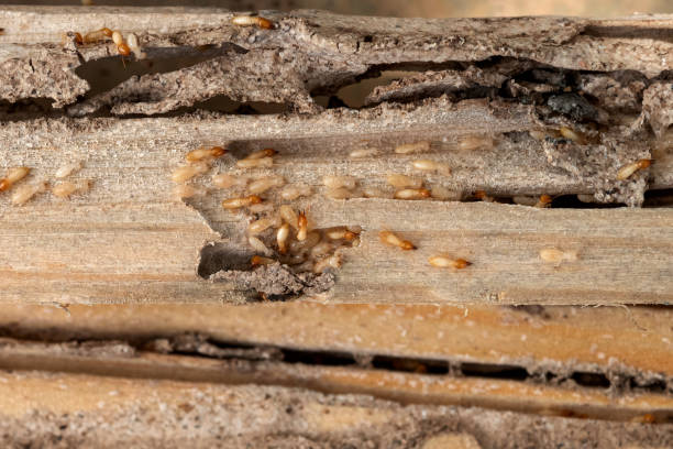 Best Best Pest Control Companies  in Friona, TX