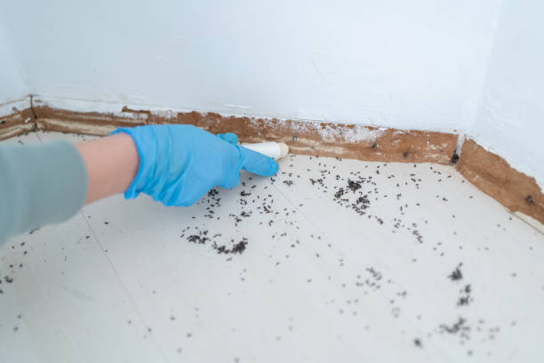 Best Mosquito Control Services  in Friona, TX